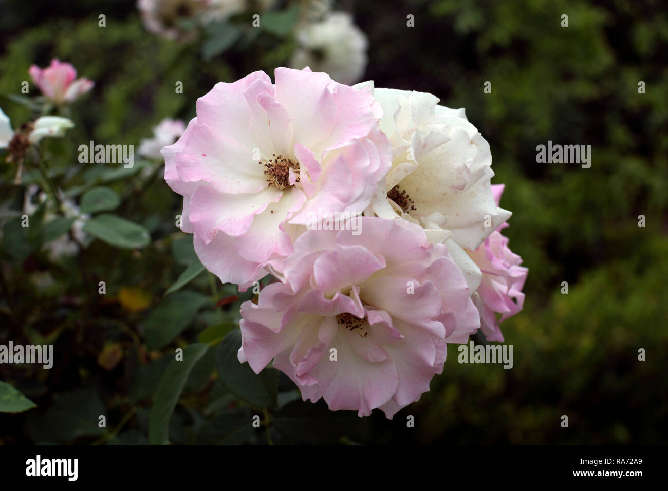 Le rose nei Giardini Botanici di Brisbane, Queensland, Australia Foto Stock
