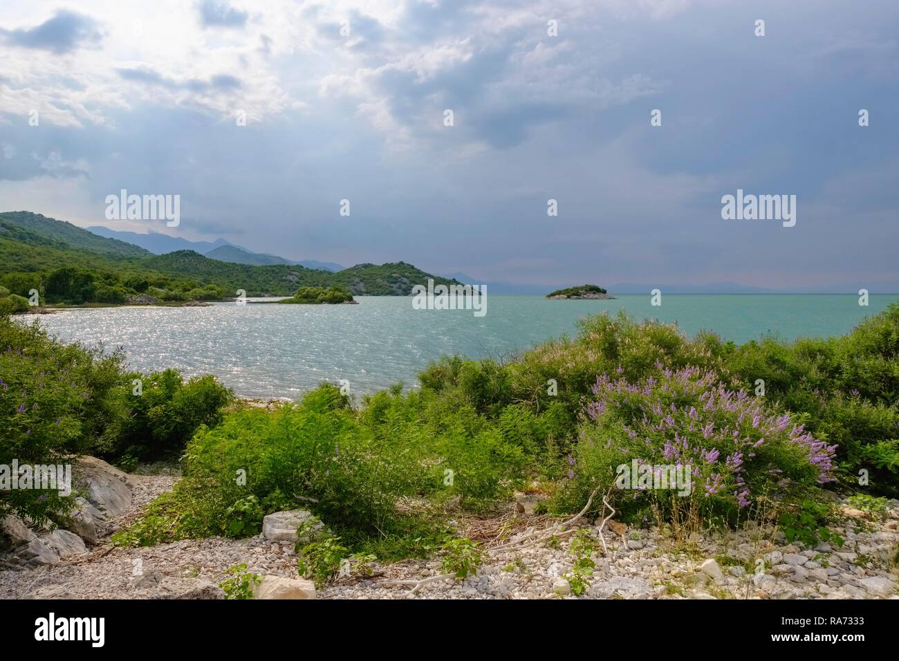 Lago di Skadar, il Parco Nazionale del Lago di Skadar South Shore, Skadarsko Jezero, Skje vicino a bar, Montenegro Foto Stock
