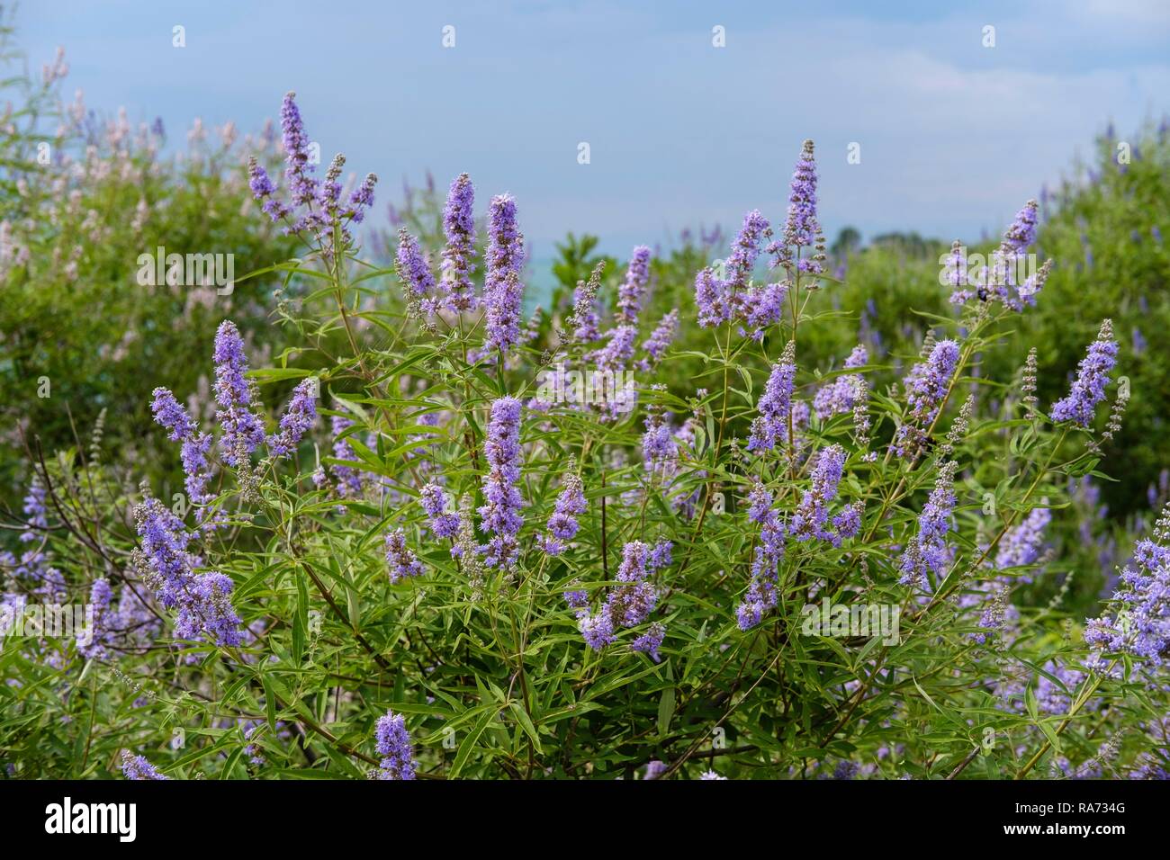 Casto tree (Vitex agnus-castus), il Lago di Scutari Parco Nazionale, Montenegro Foto Stock