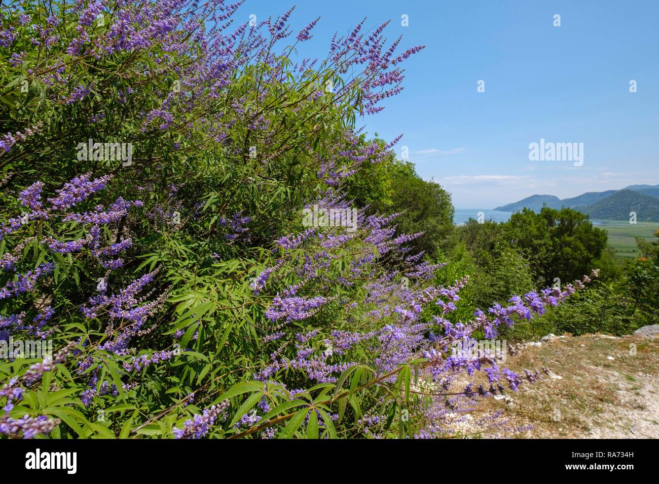 Casto tree (Vitex agnus-castus), il Lago di Scutari Parco Nazionale, Montenegro Foto Stock