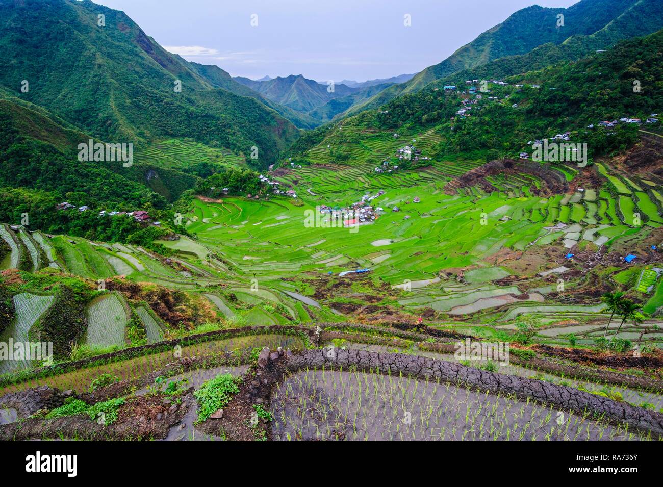 Batad terrazze di riso, parte del patrimonio mondiale vista Banaue, Luzon, Filippine Foto Stock