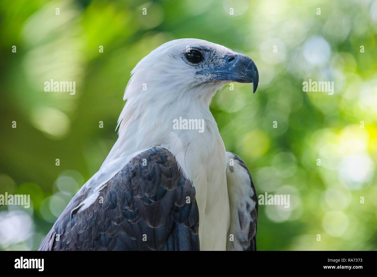 Philippine Eagle (Pithecophaga jefferyi), animale ritratto, Davao, sull isola di Mindanao, Filippine Foto Stock