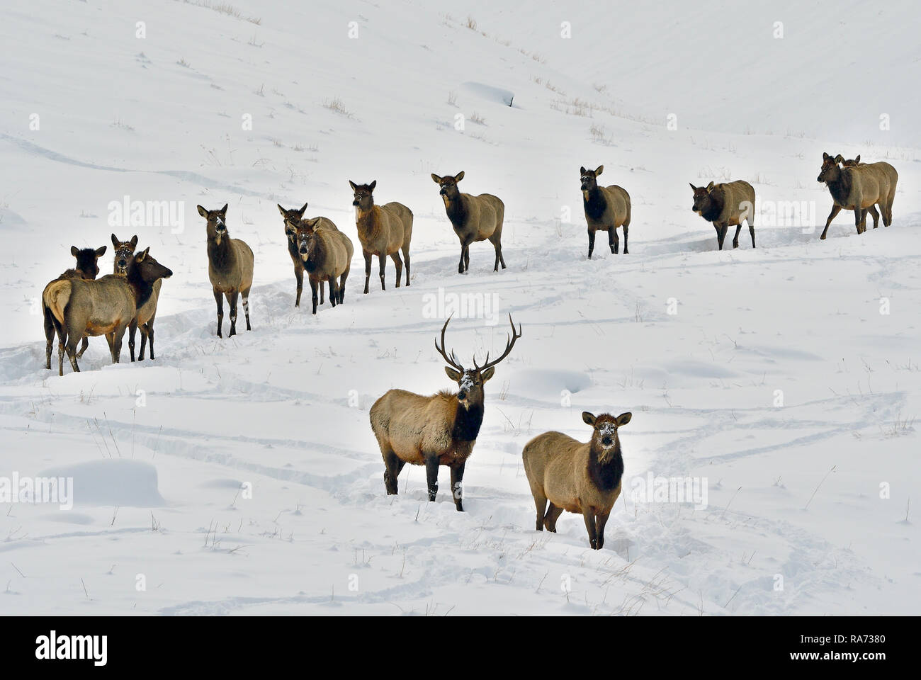 Una mandria di wild elk ( Cervus canadensis), a seguito di ogni altro attraverso la neve profonda nelle zone rurali di Alberta in Canada. Foto Stock
