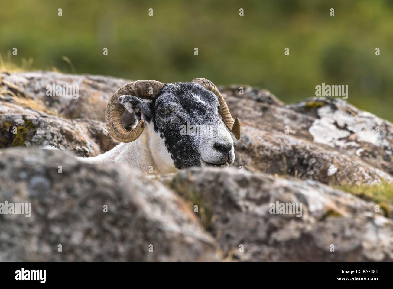 Gli animali domestici delle specie ovina (Ovis aries) su pascolo, Scottish Blackface, Morvern, Highlands Scozia, Gran Bretagna Foto Stock