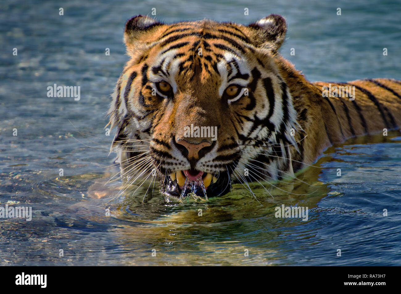 Tiger rilassarsi in una piscina. Fare scorrere l'acqua torna su denti e la lingua Foto Stock