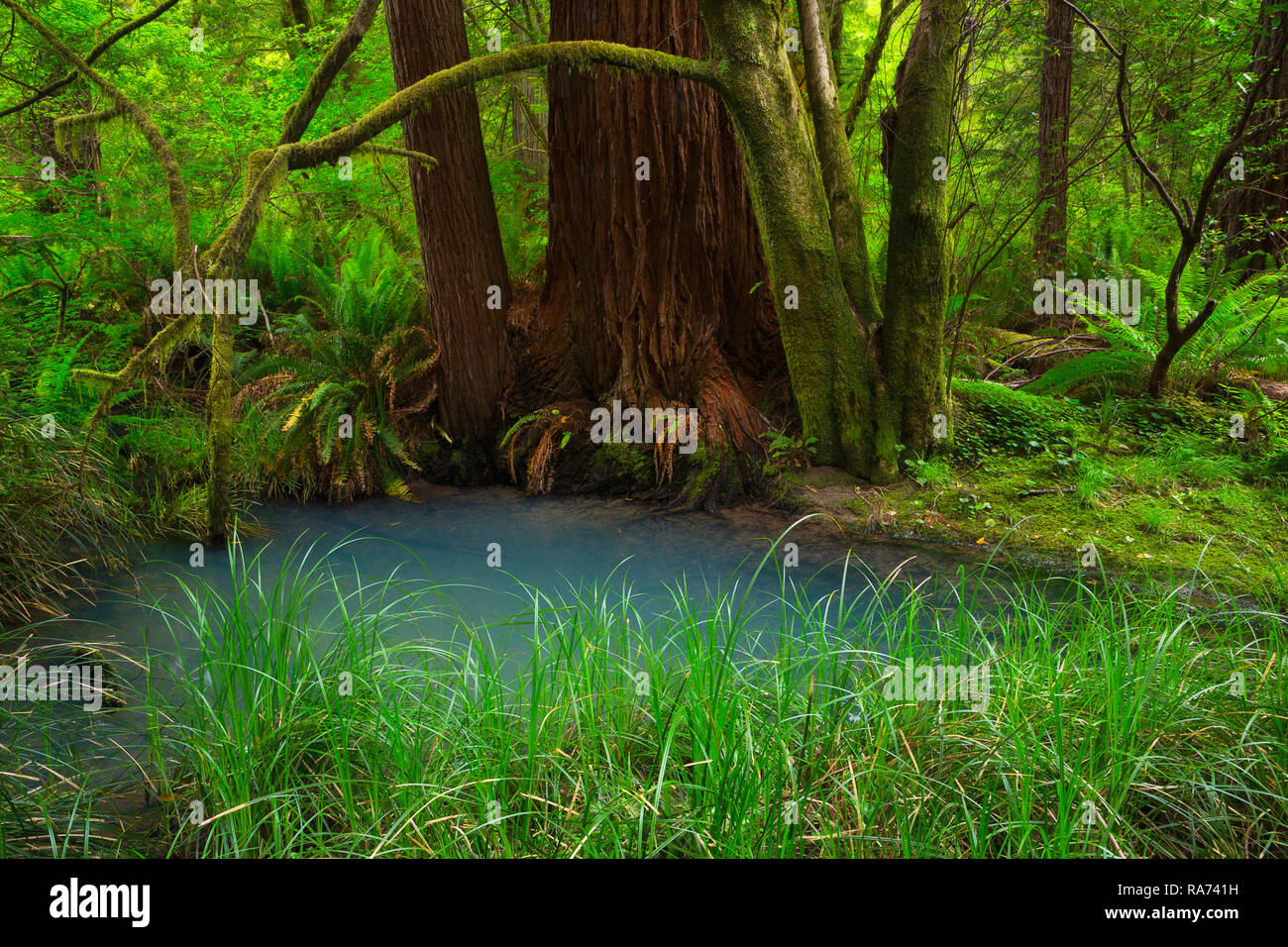 Un albero di sequoia (Sequoia sempervirens) sorge in una palude da una piscina blu in Redwoods National Park, California. Stati Uniti d'America Foto Stock