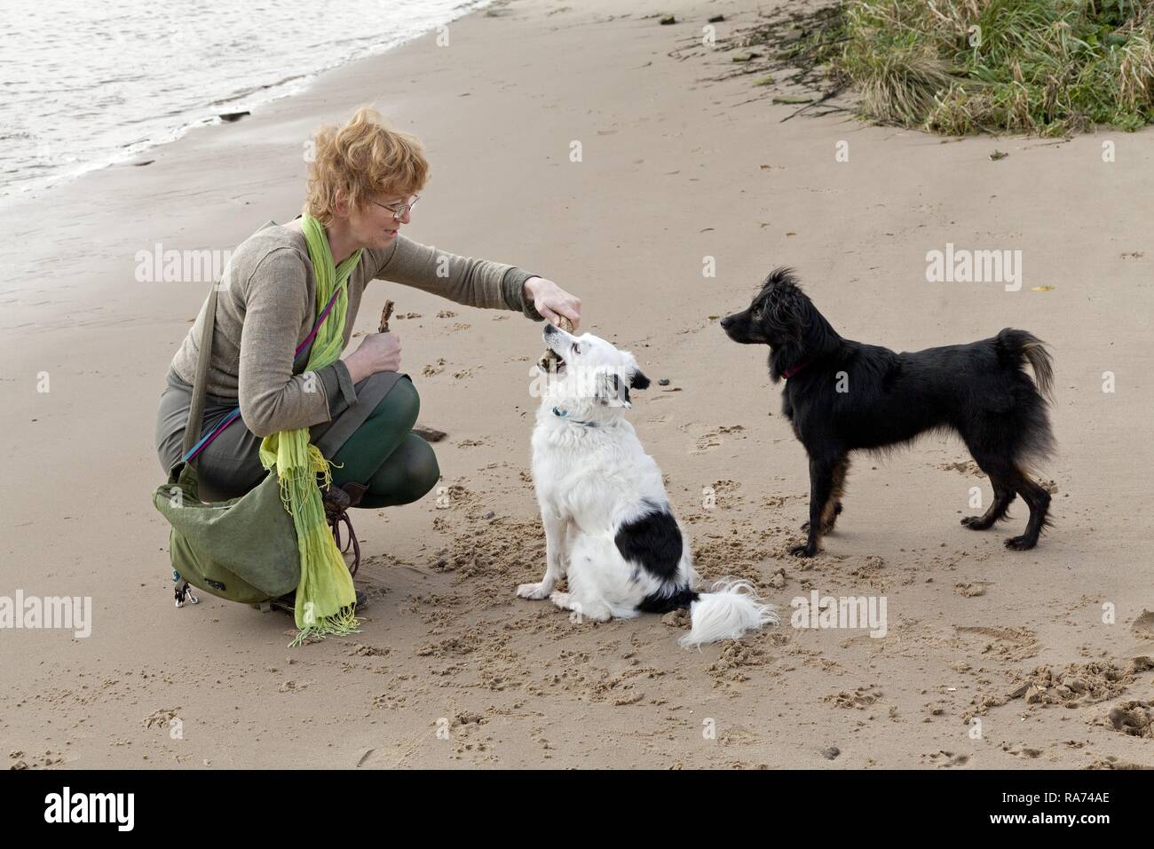 Una donna con il bianco e nero di un misto di cane di razza su una spiaggia Foto Stock