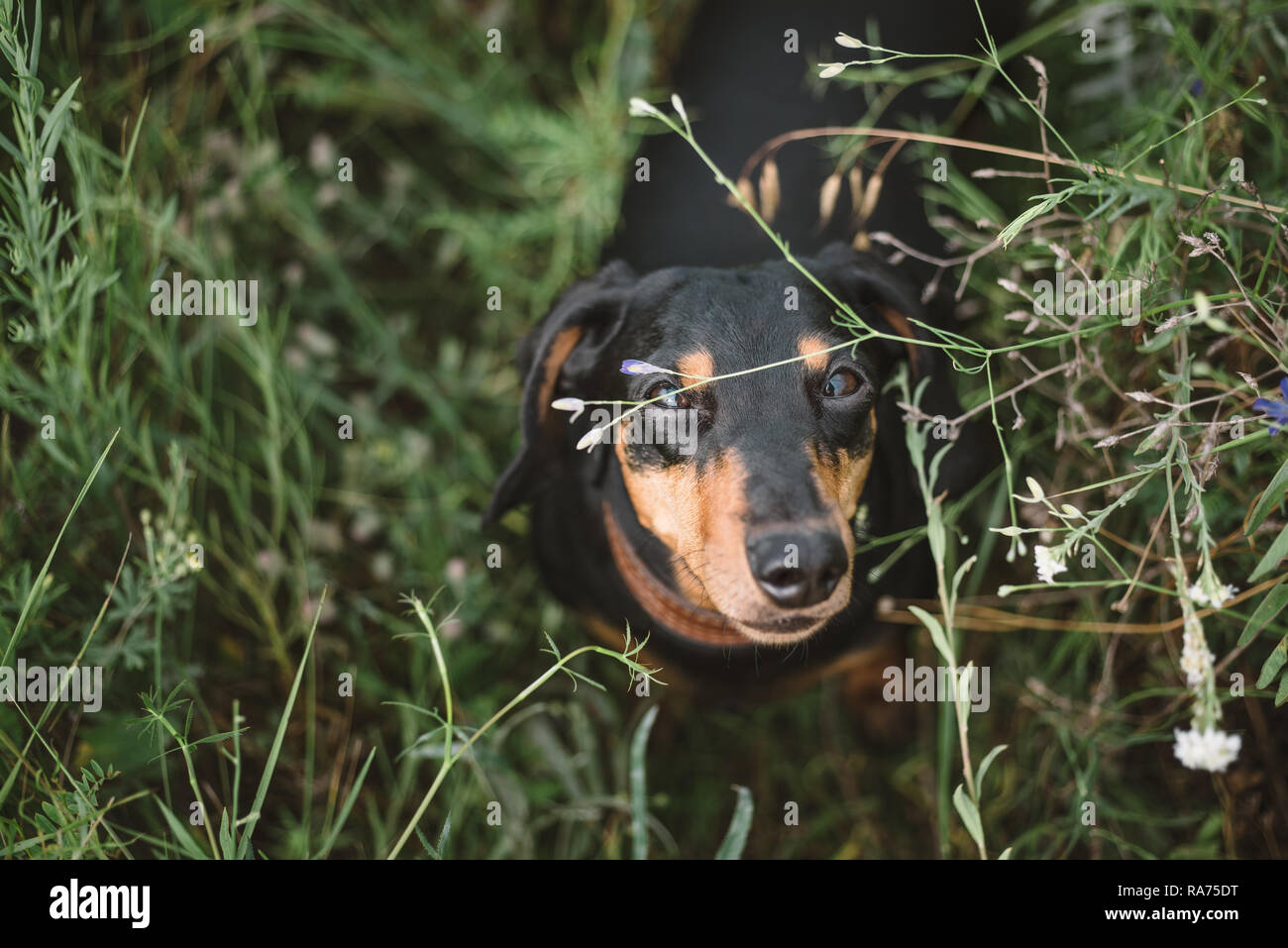 Cane curioso guarda la telecamera in attesa del comando. Piccolo cane si siede nel campo dei fiori. Foto Stock