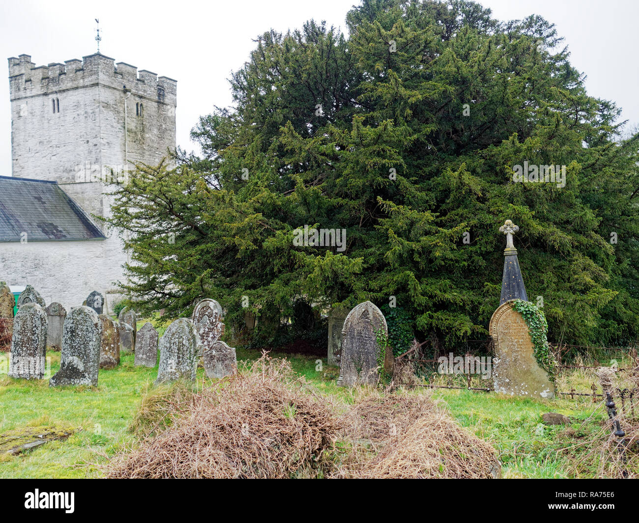 Antico albero di Yew, Defynnog, Powys Foto Stock