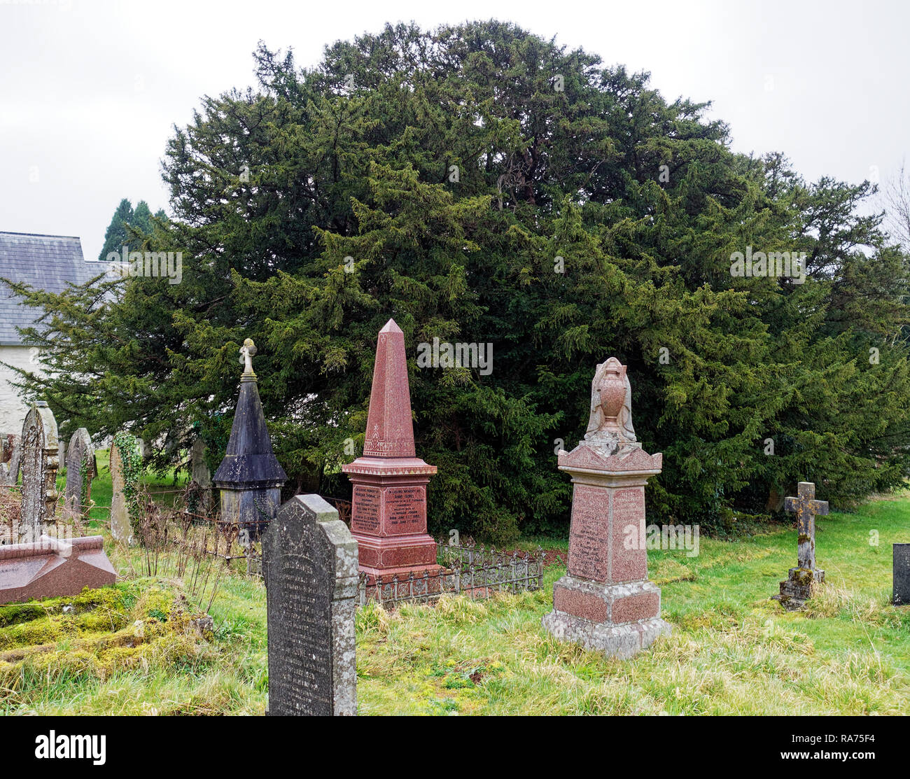 Antico albero di Yew, Defynnog, Powys Foto Stock