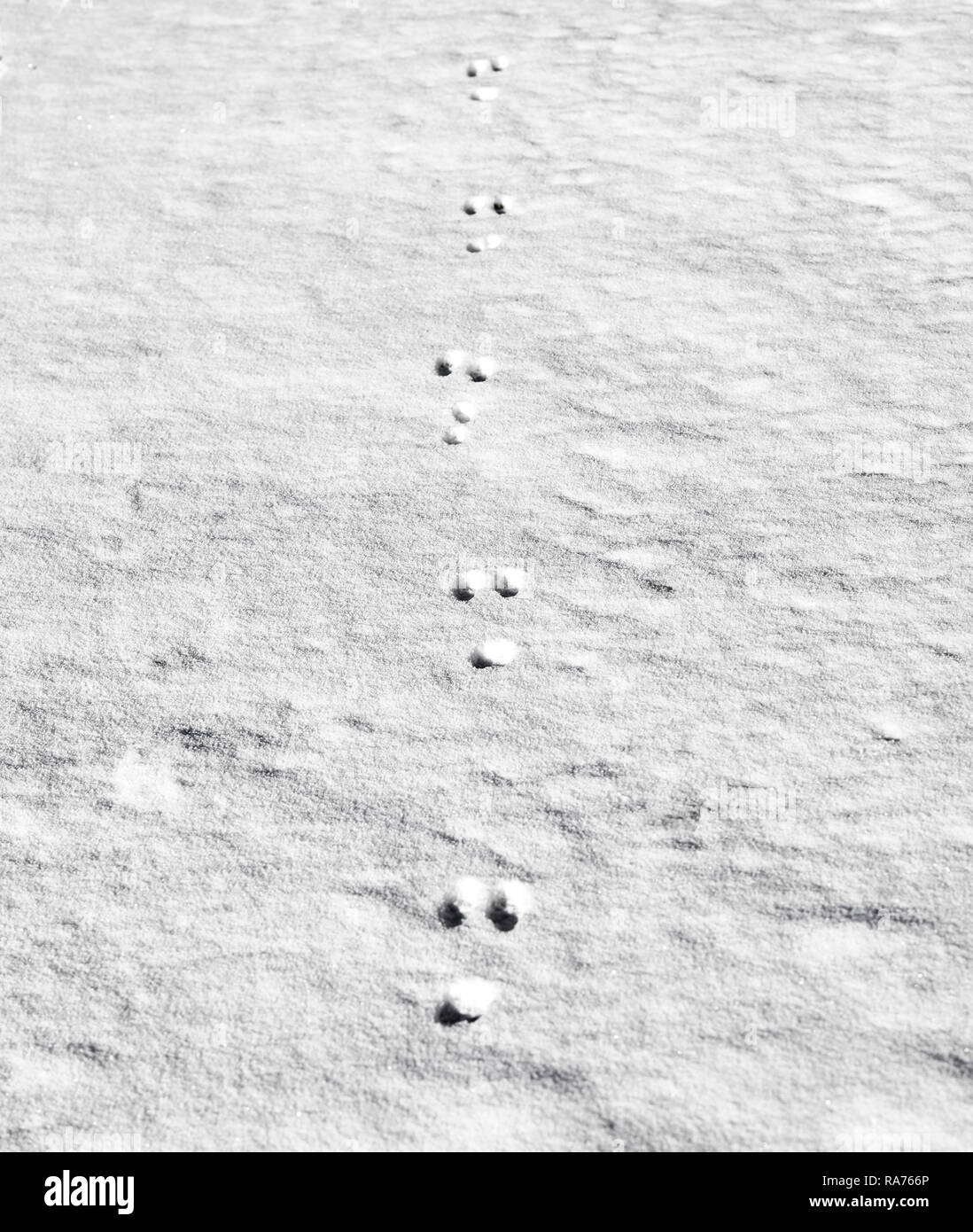 Footprint di coniglio in appena sceso neve Foto Stock