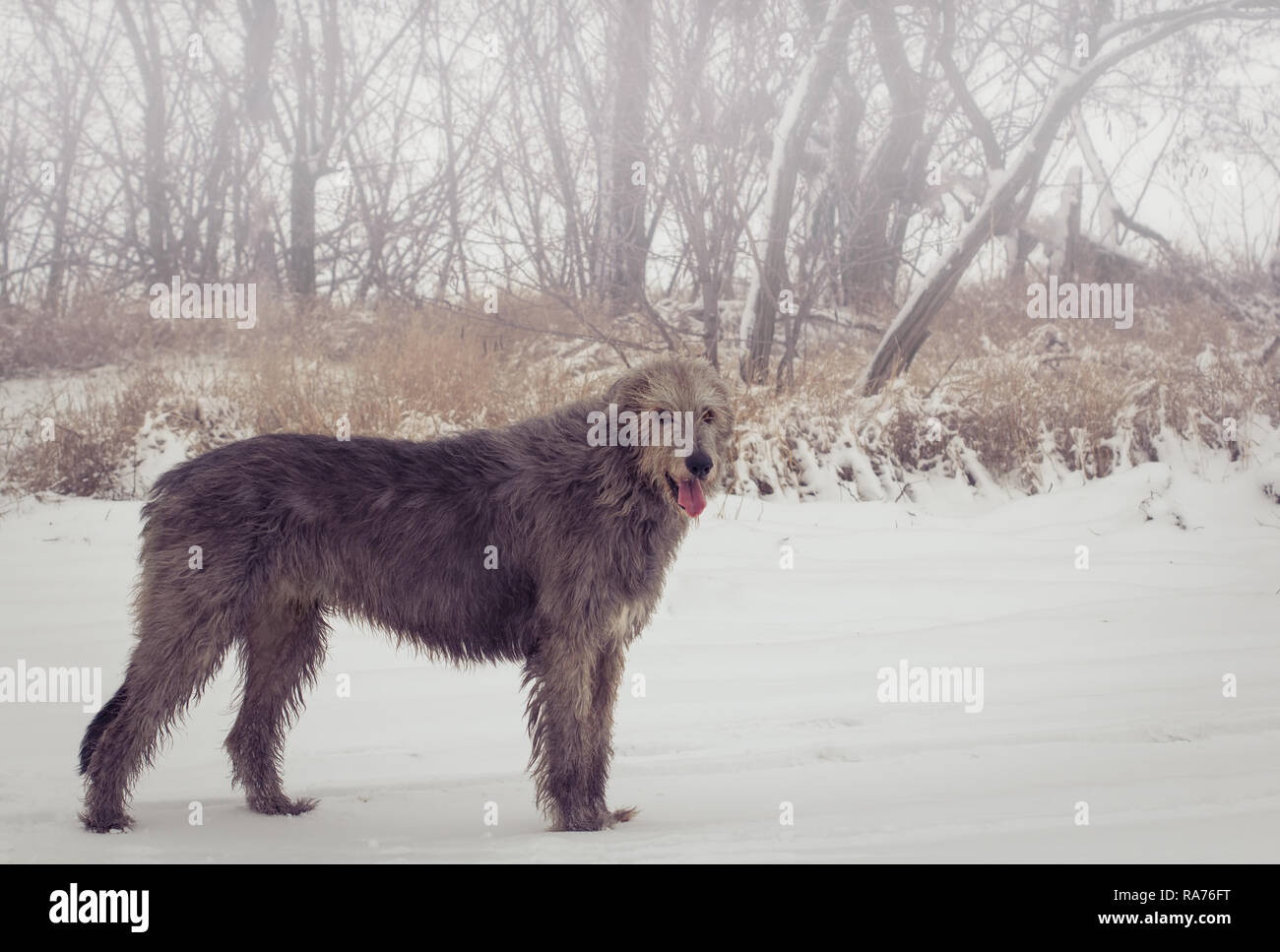 Adulto grigio Irish Wolfhound sorge nel profilo in piena crescita e guarda nella telecamera. Inverno all'aperto il fuoco selettivo dell'immagine. Ritratto di un cane di grandi dimensioni. Foto Stock