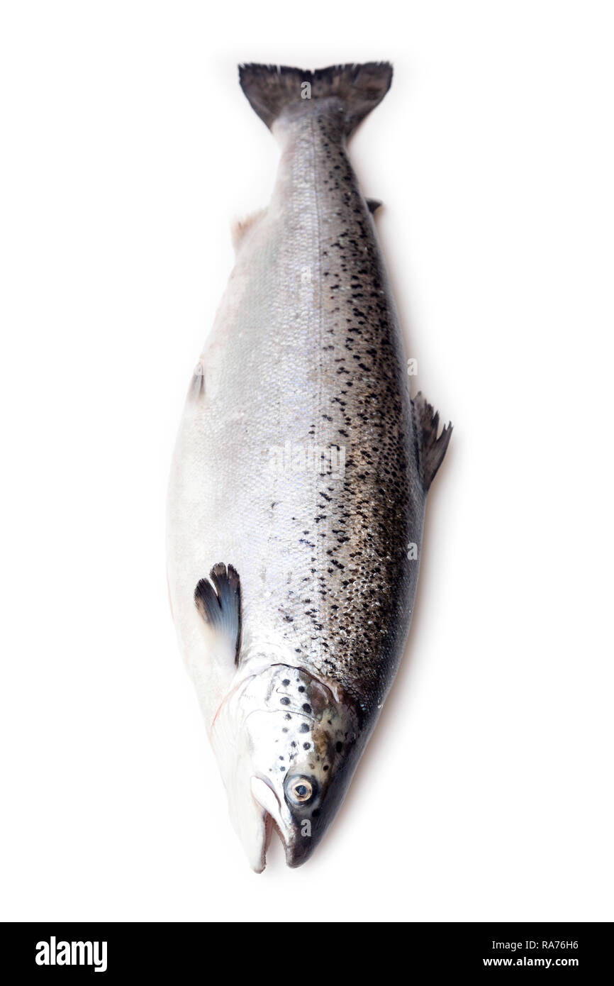 Salmone atlantico Pesce isolato su un bianco di sfondo per studio. Foto Stock