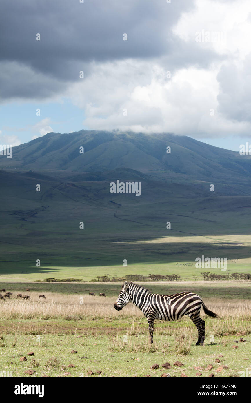 Sulla strada per il Parco Nazionale del Serengeti - Zebra in piedi con la Tanzania paesaggio mountaneous in background Foto Stock