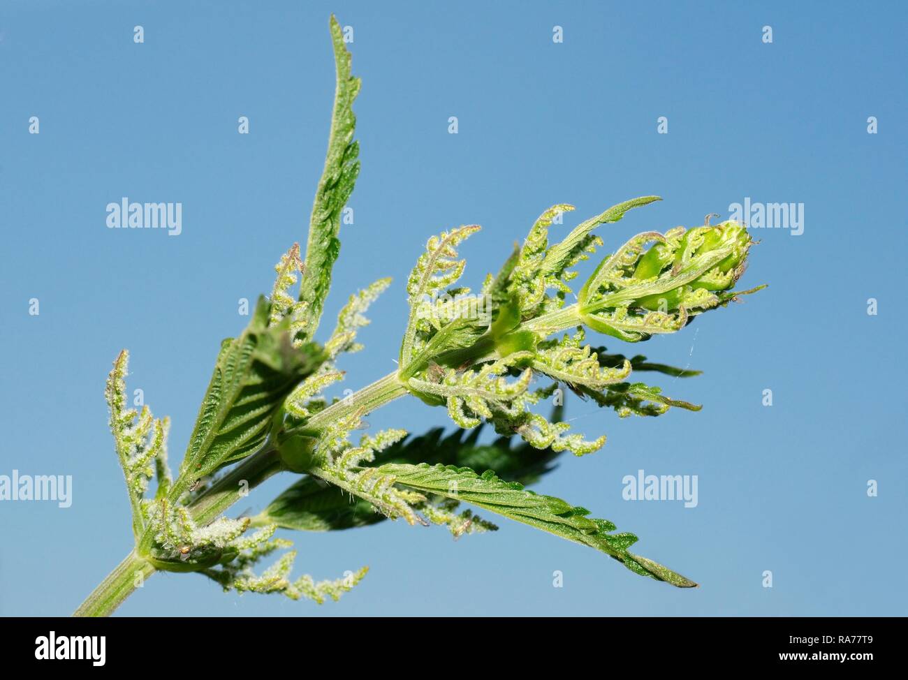 Annuale di ortica, Dwarf ortica, piccola ortica (Urtica urens), Baikal, Siberia, Federazione Russa, Eurasia Foto Stock