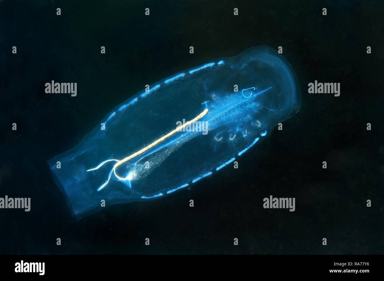 Baker's cyclosalpa (Cyclosalpa bakeri), salp, Giappone Mare, Estremo Oriente, Primorsky Krai, Federazione russa Foto Stock