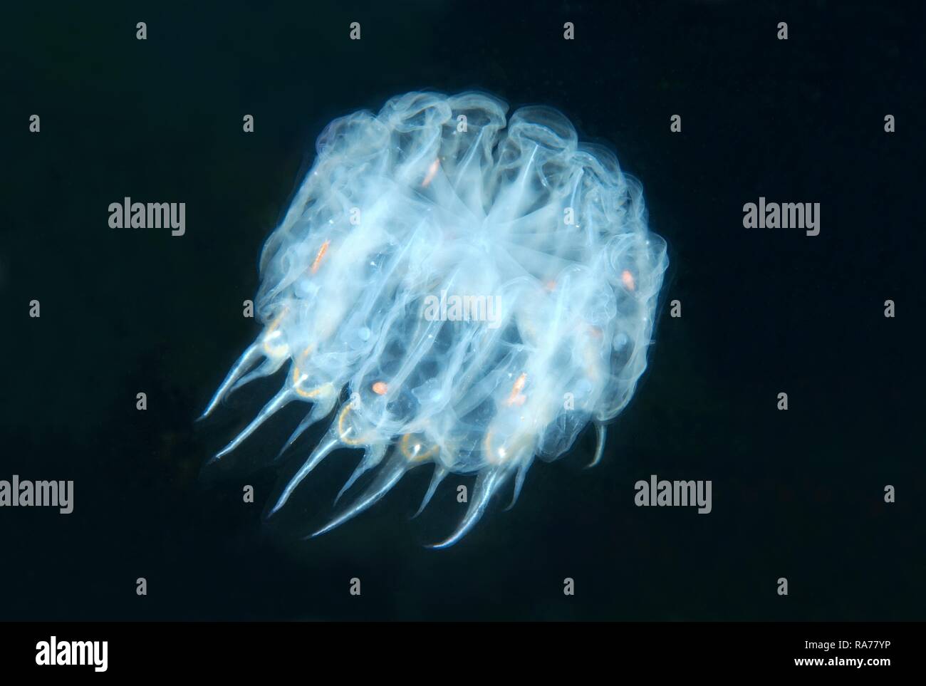 Colony panettiere cyclosalpa (Cyclosalpa bakeri), salp, Giappone Mare, Estremo Oriente, Primorsky Krai, Federazione russa Foto Stock