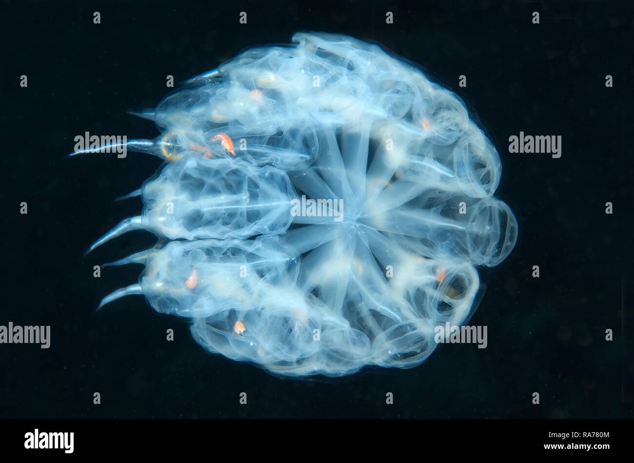 Colony panettiere cyclosalpa (Cyclosalpa bakeri), salp, Giappone Mare, Primorsky Krai, Federazione Russa, Estremo Oriente Foto Stock