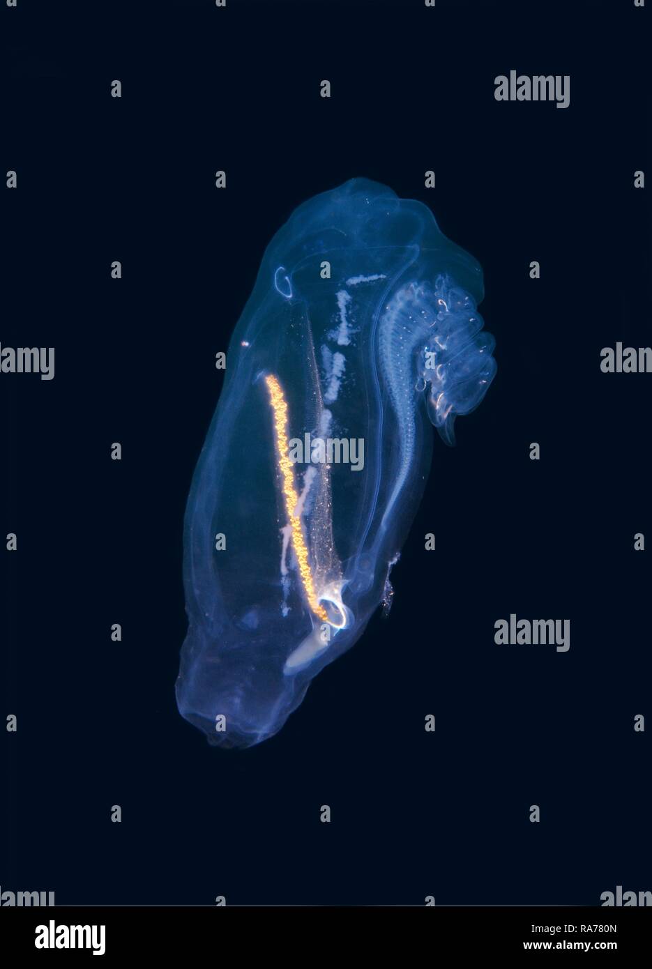 Colony panettiere cyclosalpa (cyclosalpa bakeri), salp, Giappone Mare, Primorsky Krai, Federazione Russa, Estremo Oriente Foto Stock