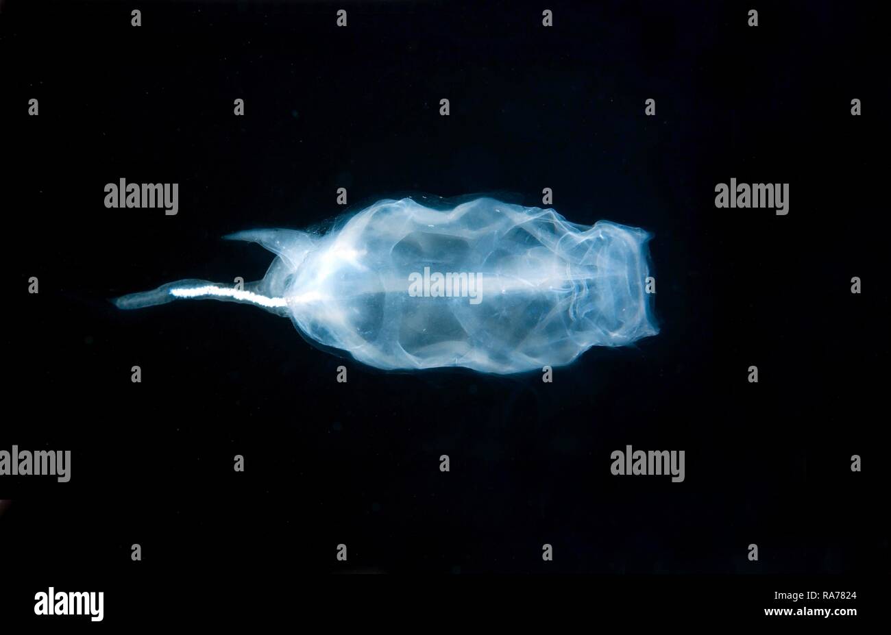 Baker's cyclosalpa (Cyclosalpa bakeri), salp, Giappone Mare, Primorsky Krai, Federazione Russa, Estremo Oriente Foto Stock