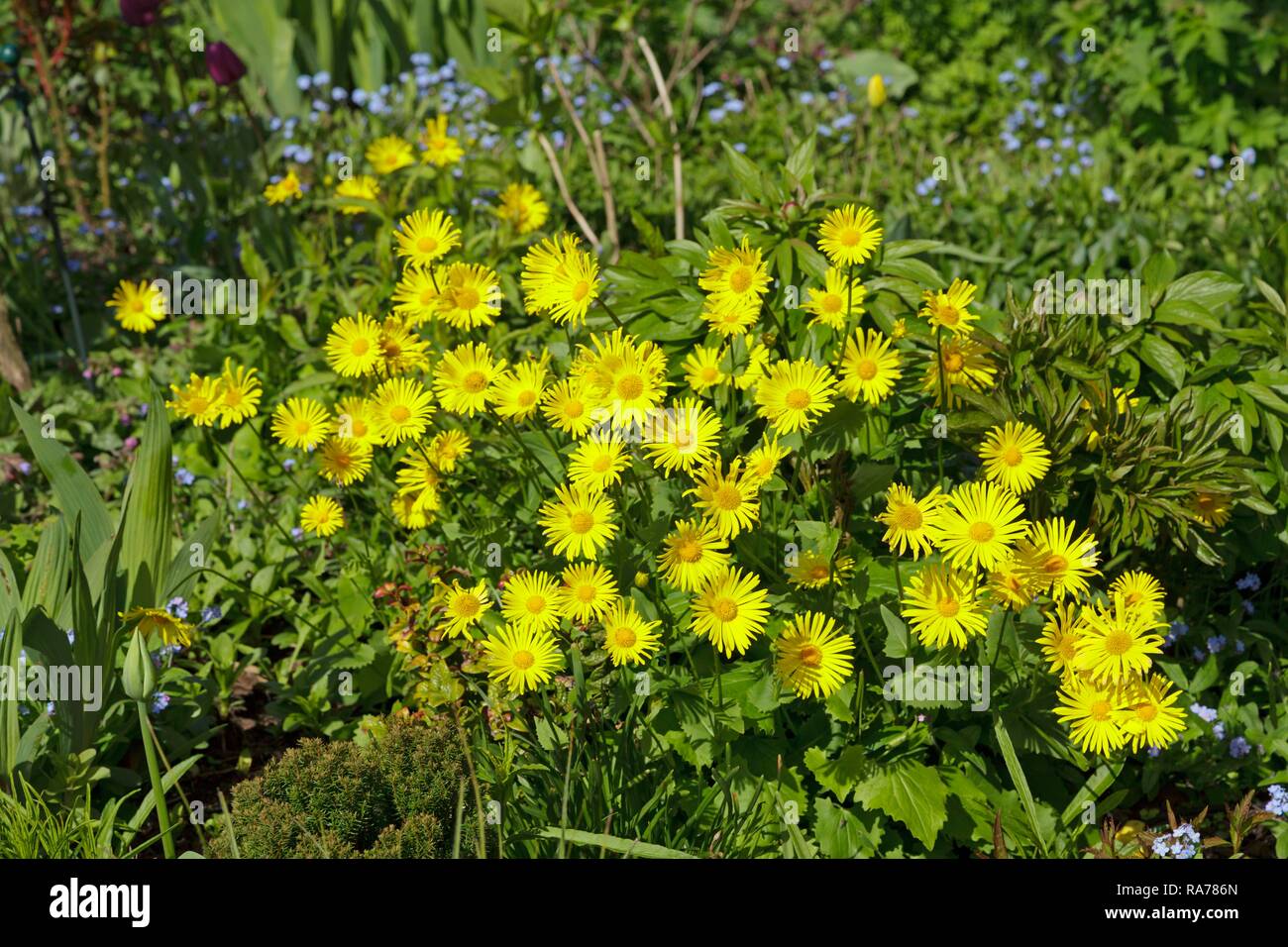 Leopard's Bane (Doronicum orientale), Bassa Sassonia, Germania Foto Stock