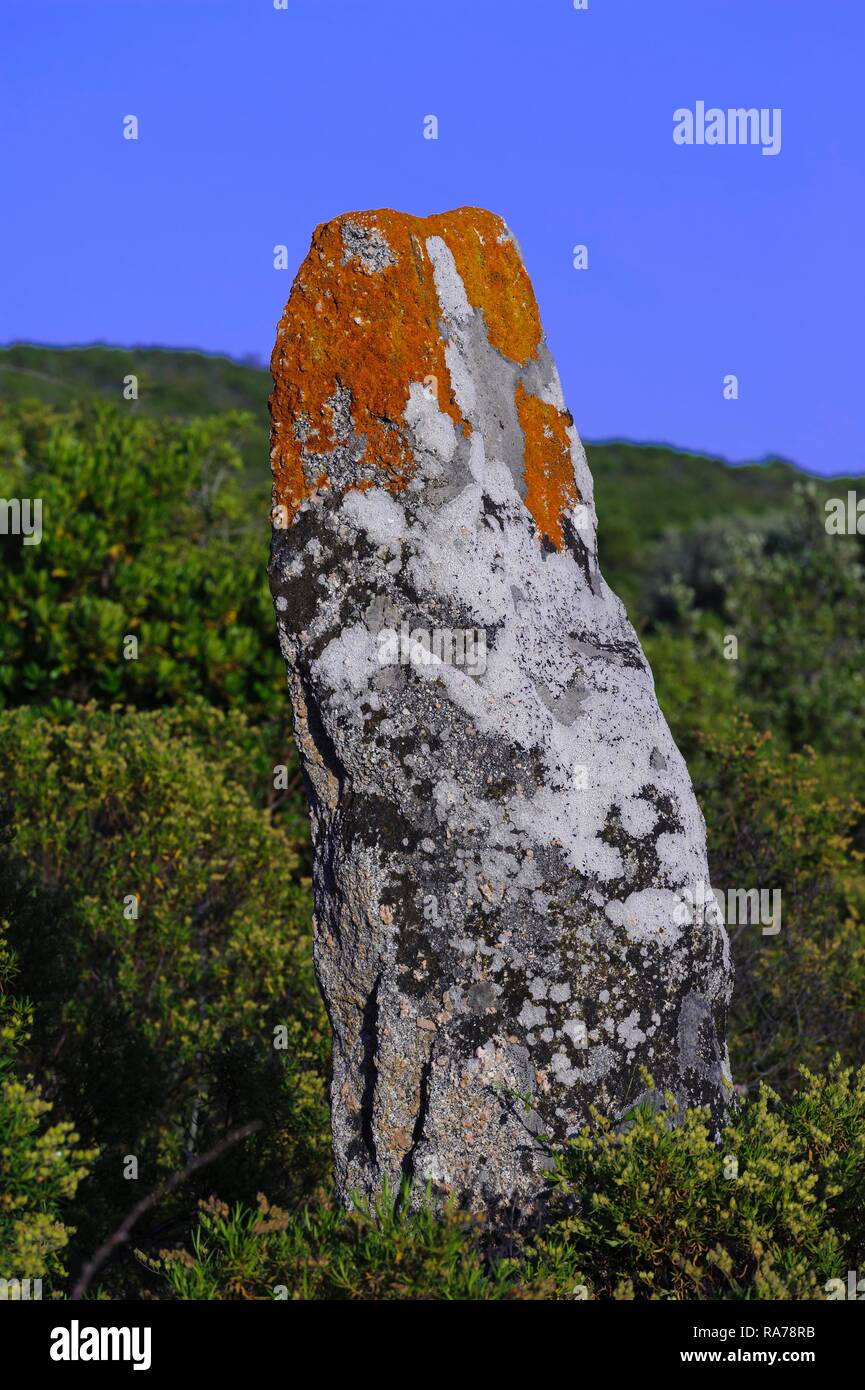 Resti preistorici di Cauria, Pallaggiu di allineamento di menhir, Corsica, Francia, Europa Foto Stock