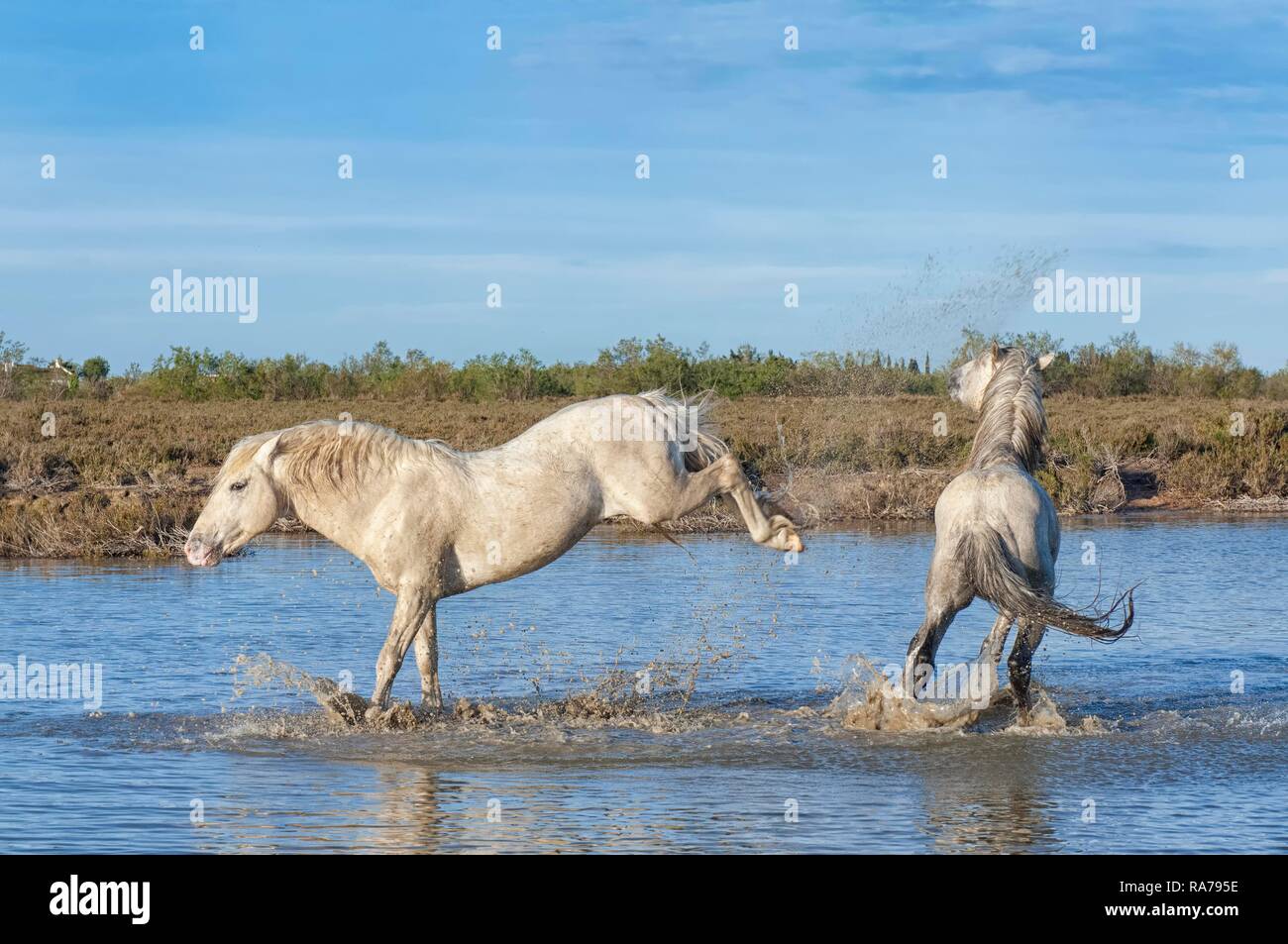 Cavalli Camargue, stallone calci nell'acqua, Bouches du Rhône, Francia, Europa Foto Stock