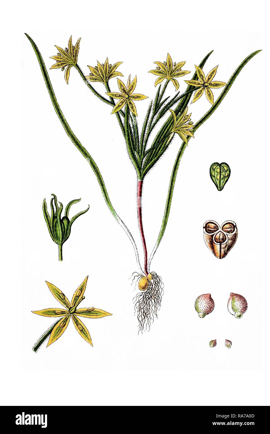 Campo giallo Stella di Betlemme (Gagea arvense), pianta medicinale, storico chromolithography, circa 1796 Foto Stock