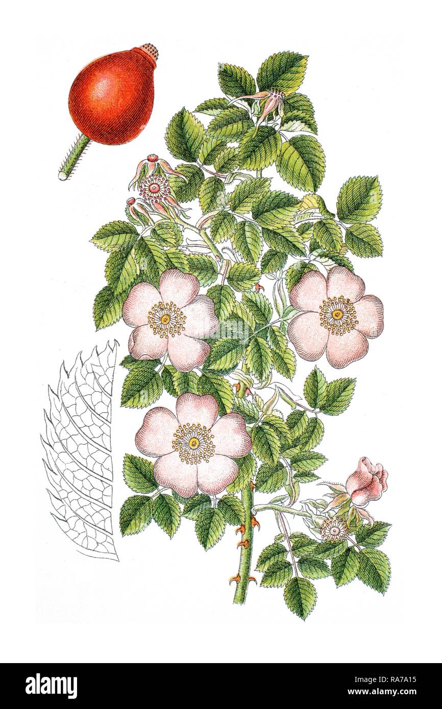 Rosa gallica, Francese rosa (rosa gallica), pianta medicinale, storico chromolithography, circa 1796 Foto Stock