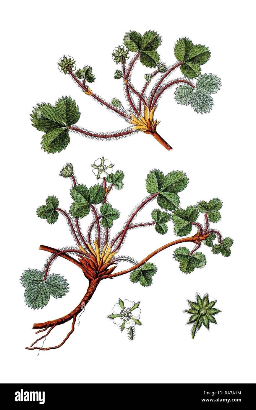 Fragola sterile (Potentilla fragariastrum), pianta medicinale, storico chromolithography, circa 1796 Foto Stock