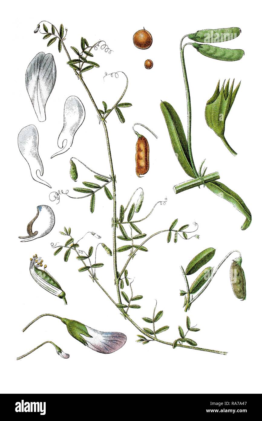 Buon veccia (Vicia tetrasperma), pianta medicinale, storico chromolithography, ca. 1796 Foto Stock