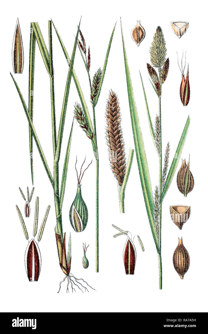 Blister Sedge o Sennegrass (Carex vesicaria), a sinistra e a minor Pond Sedge (Carex acutiformis), destra, pianta medicinale Foto Stock