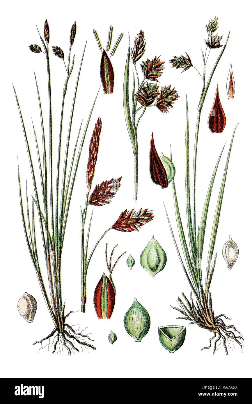 Il fango Sedge o Shore Sedge (Carex limosa), a sinistra e a scarsa carici, Bog Sedge o boreale Bog Sedge (Carex irrigua), pianta medicinale Foto Stock