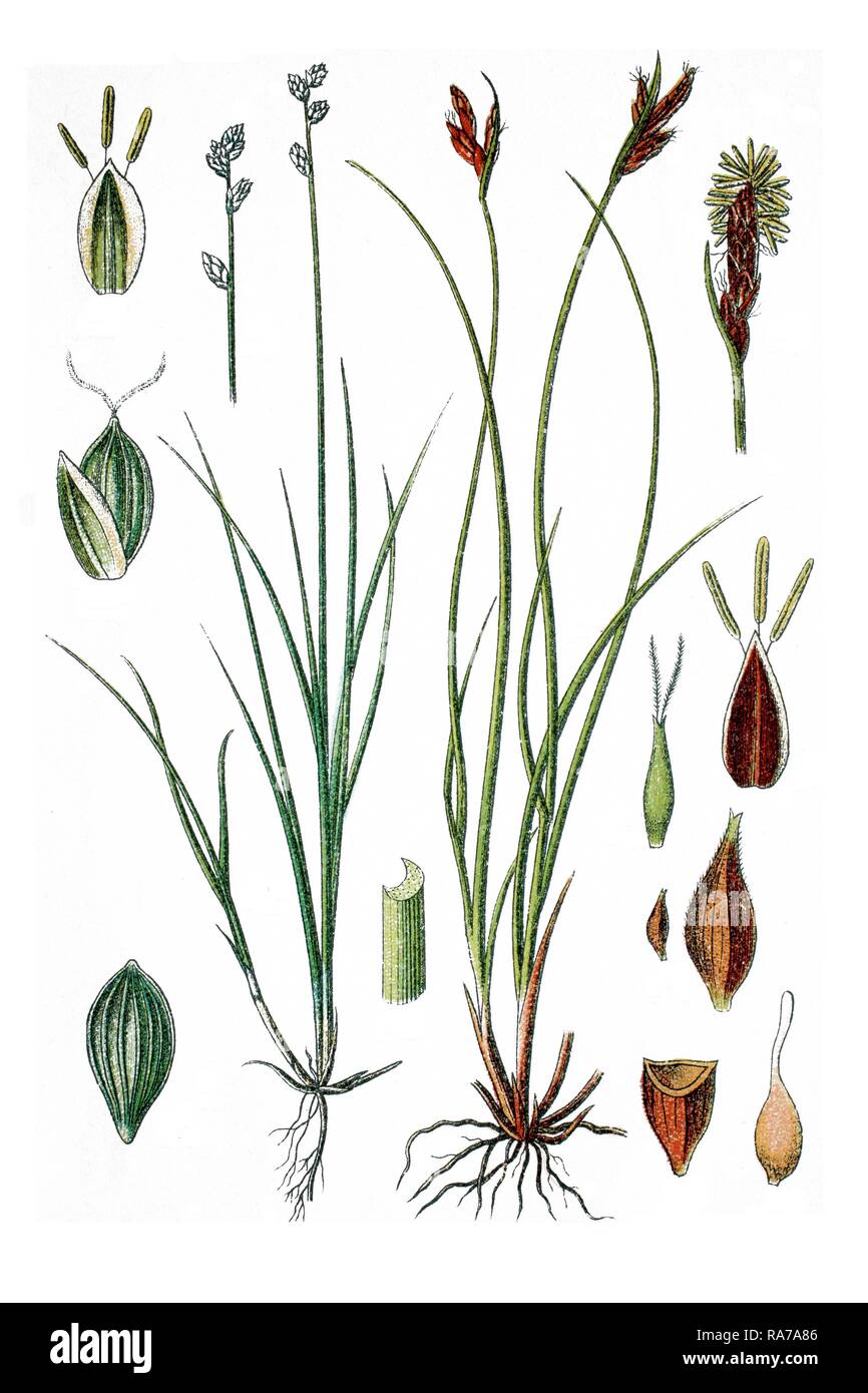 A sinistra di loglio Sedge (Carex loliacea), destra, appuntita Sedge (Carex mucronata), piante medicinali, storico chromolithography Foto Stock