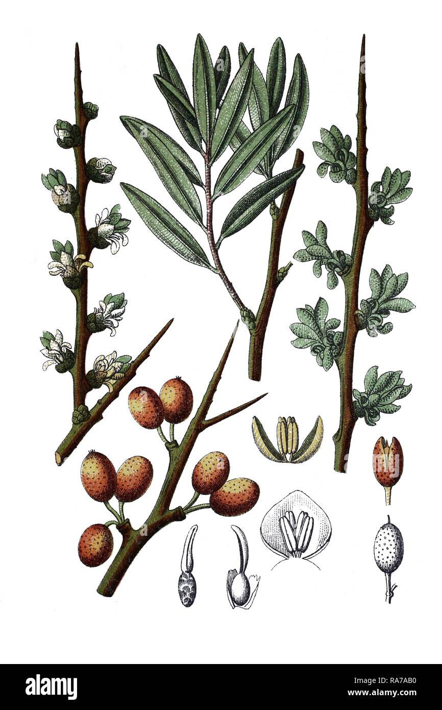 Mare comune-frangola (Hippophae rhamnoides nota), una pianta medicinale, storico chromolithography, circa 1796 Foto Stock