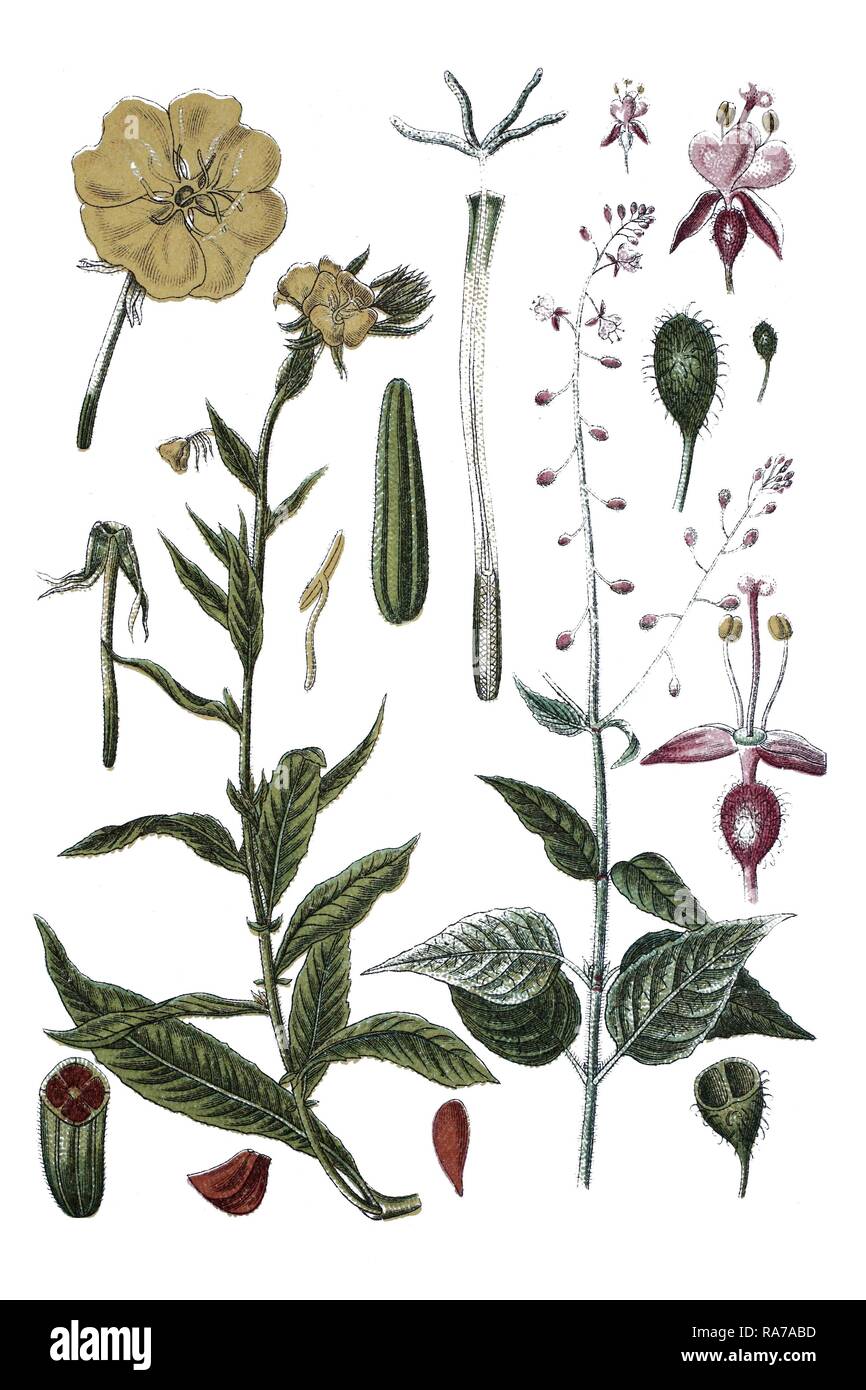 Enagra (Oenothera biennis) sulla sinistra, incantatore di nightshade (Circaea lutetiana) sulla destra Foto Stock