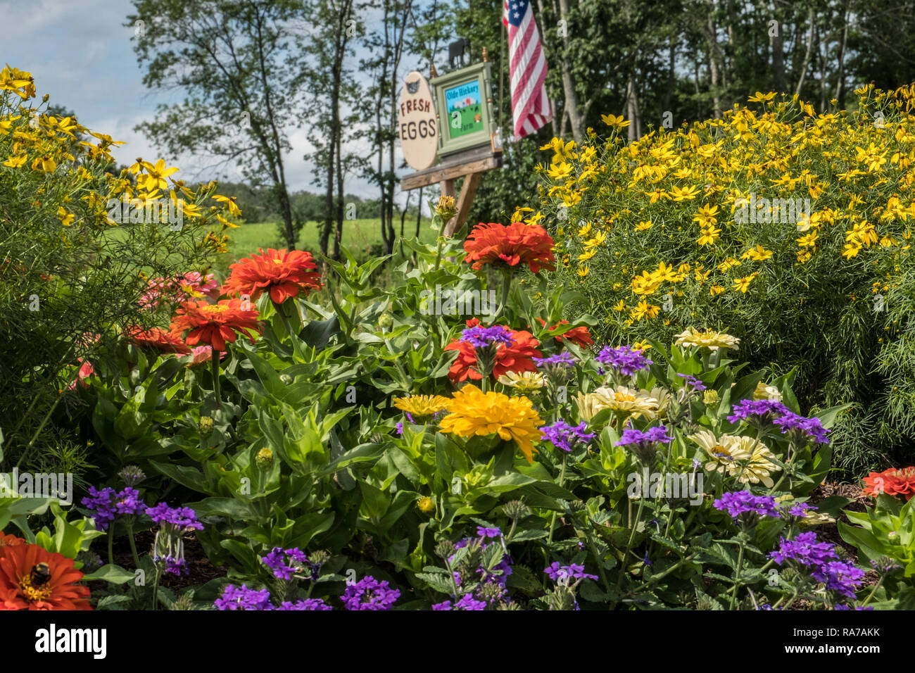 Fiori e un segno " uova in vendita' sul lato della strada in Hardwick, MA Foto Stock