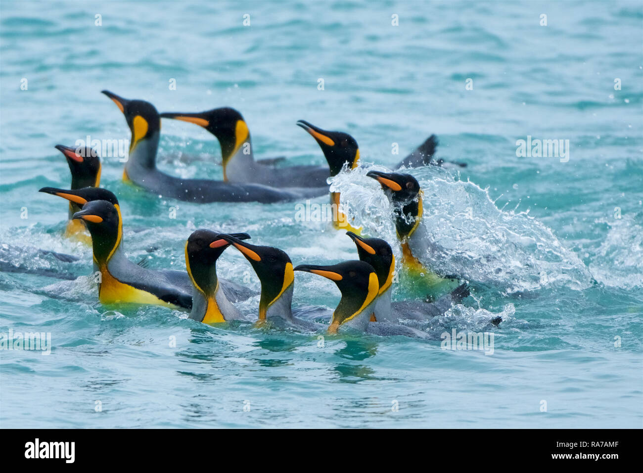 Re pinguini nuotare nella baia di St Andrews, nella Georgia del Sud Foto Stock