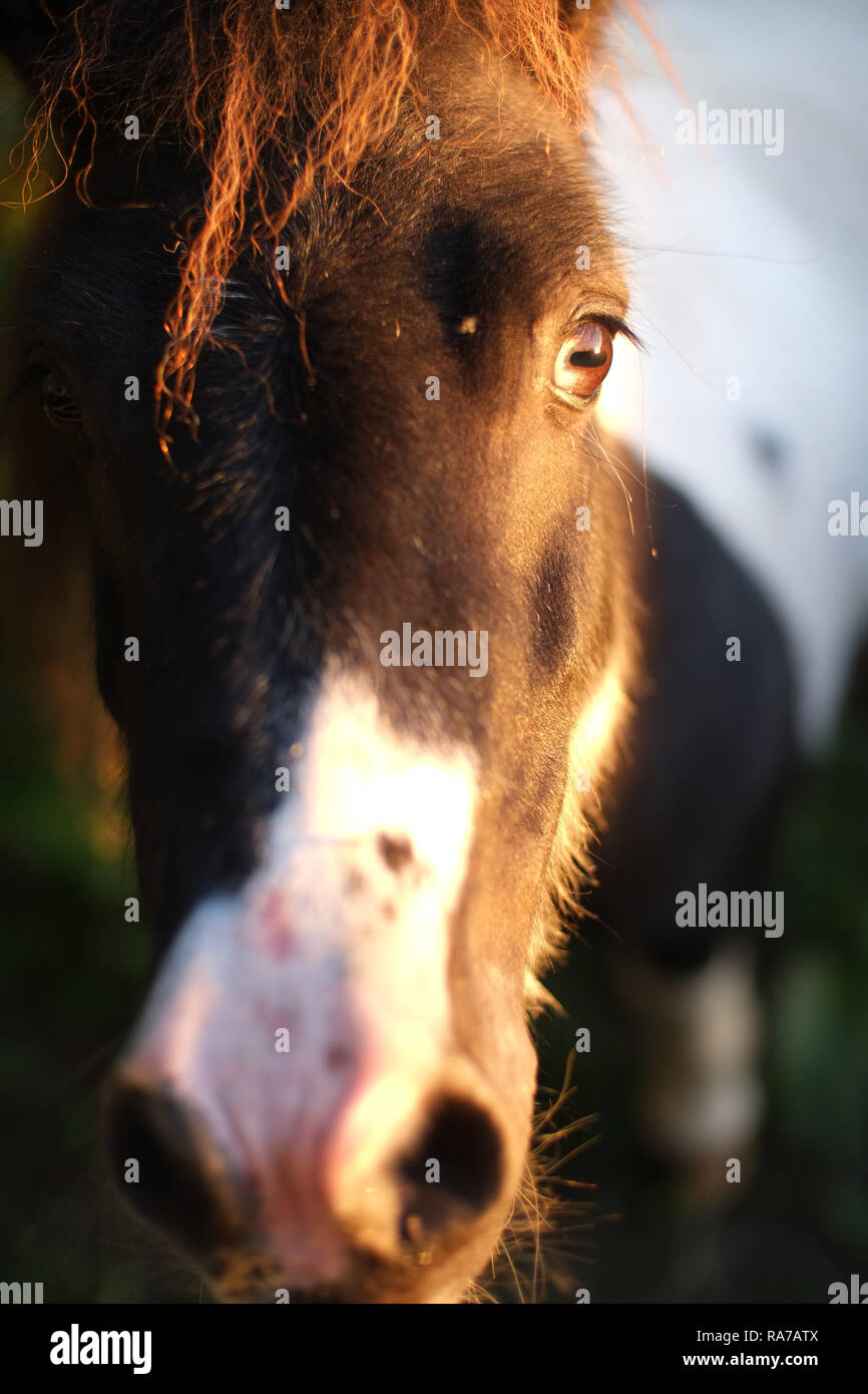 Pony Shetland in un prato Foto Stock