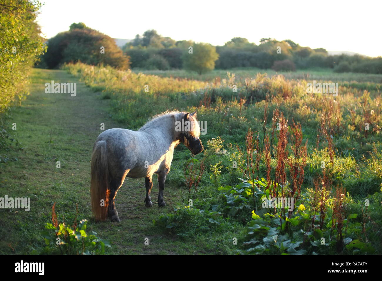 Pony Shetland in un prato Foto Stock