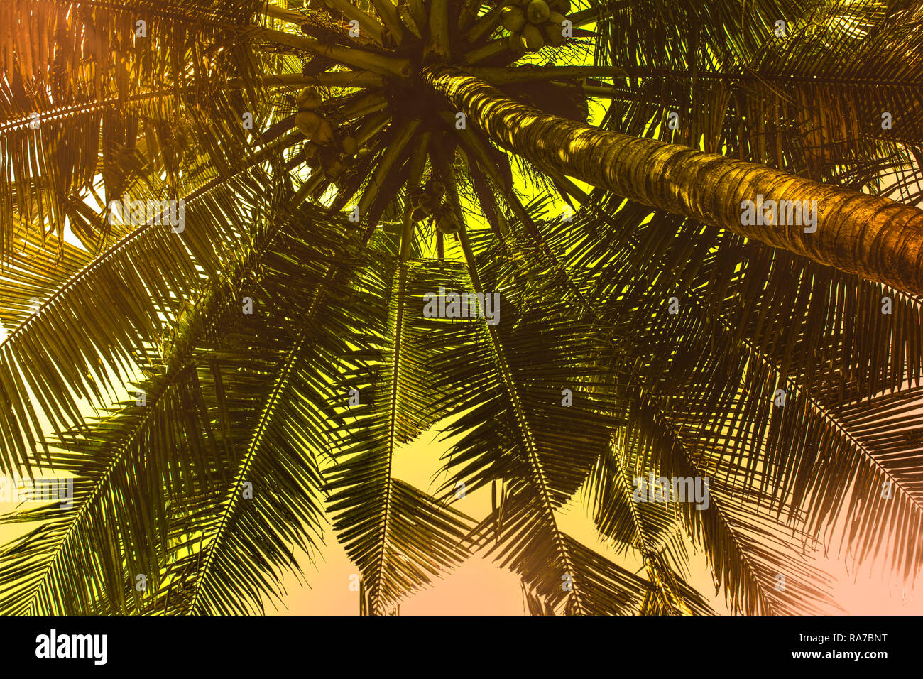 Coconut Palm tree con effetto vintage in India Foto Stock
