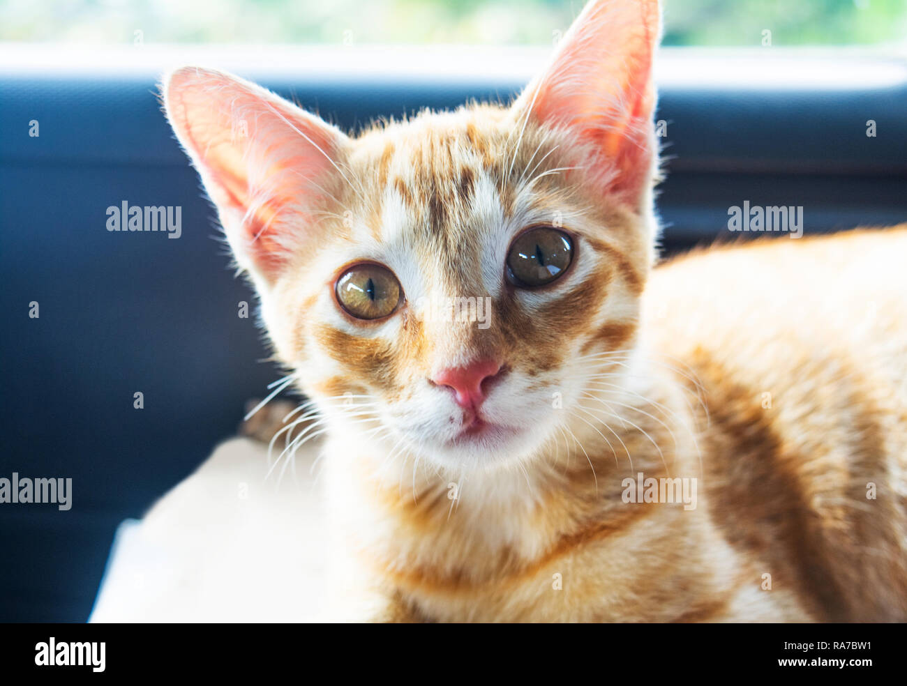 Un piccolo gatto marrone posa Foto Stock