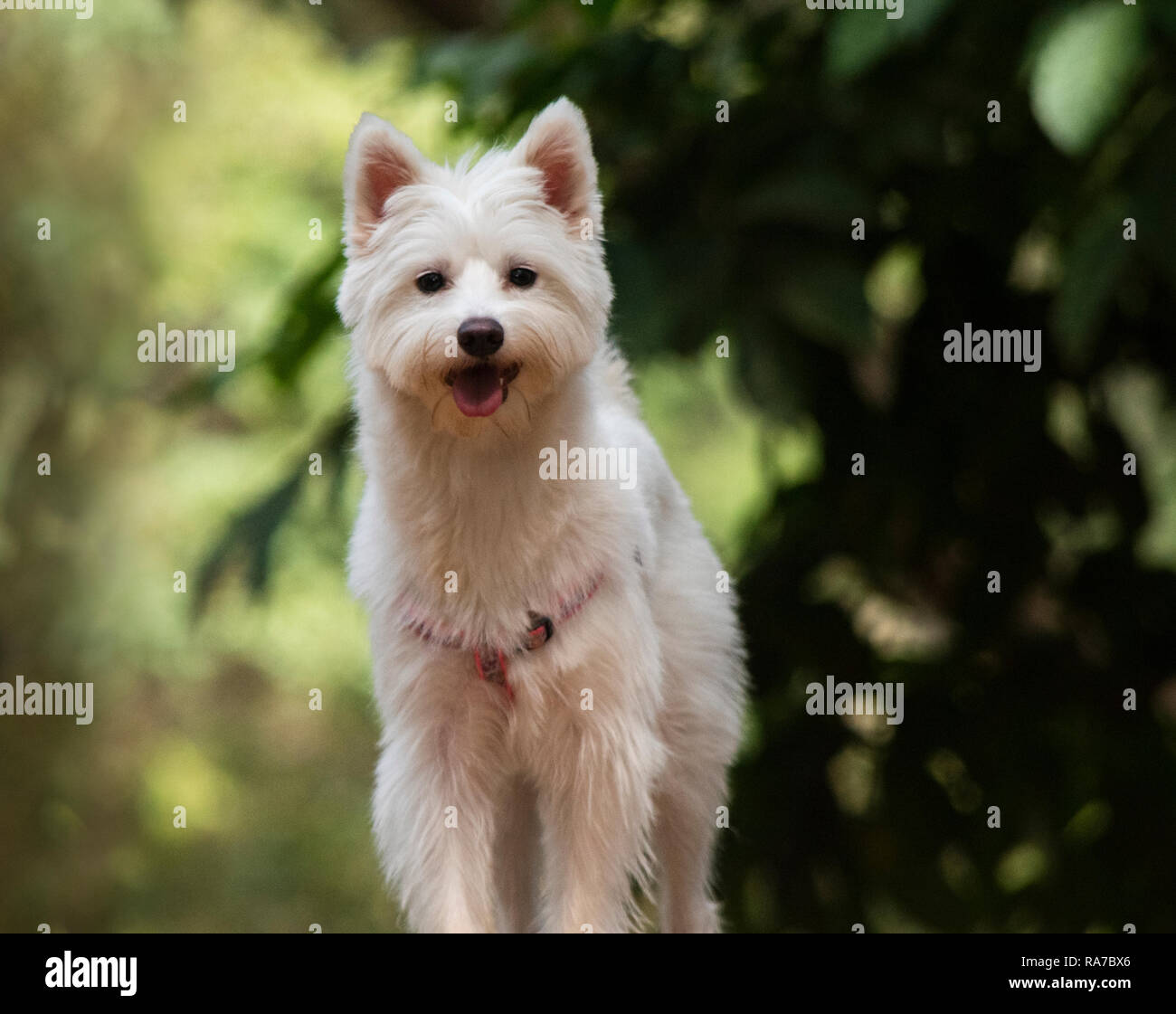 White Westie cane nel parco India Foto Stock