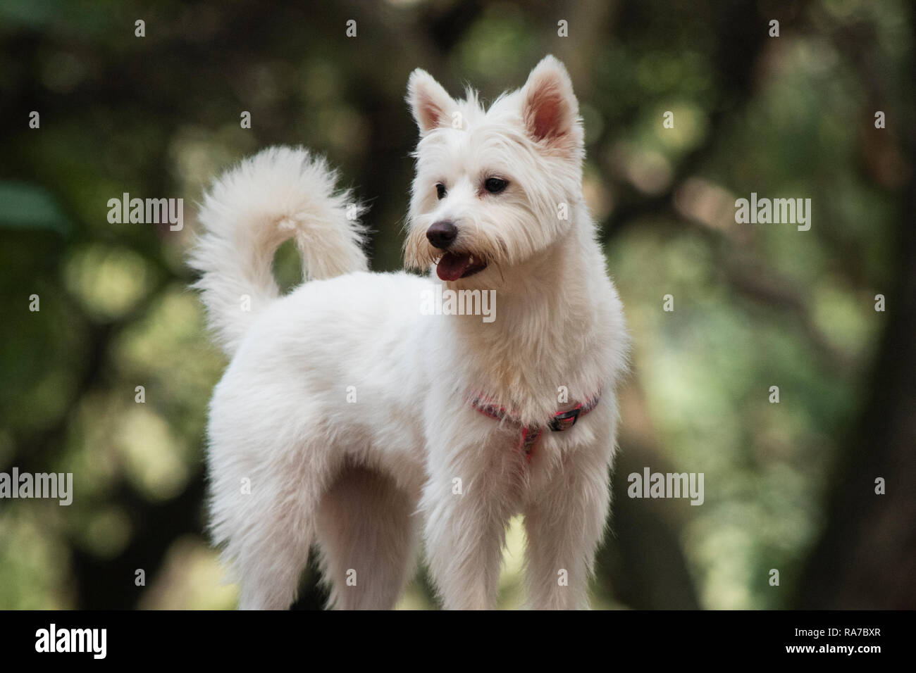 White Westie cane nel parco India Foto Stock