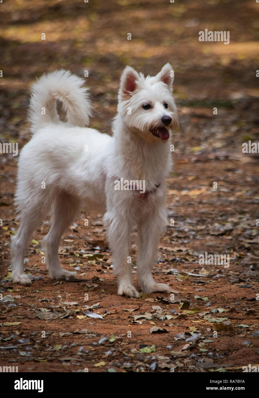 White Westie cane nel parco India Foto Stock