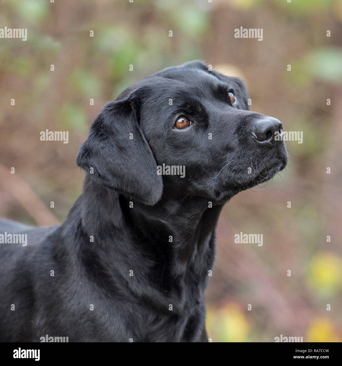 Nero labrador retriever Foto Stock
