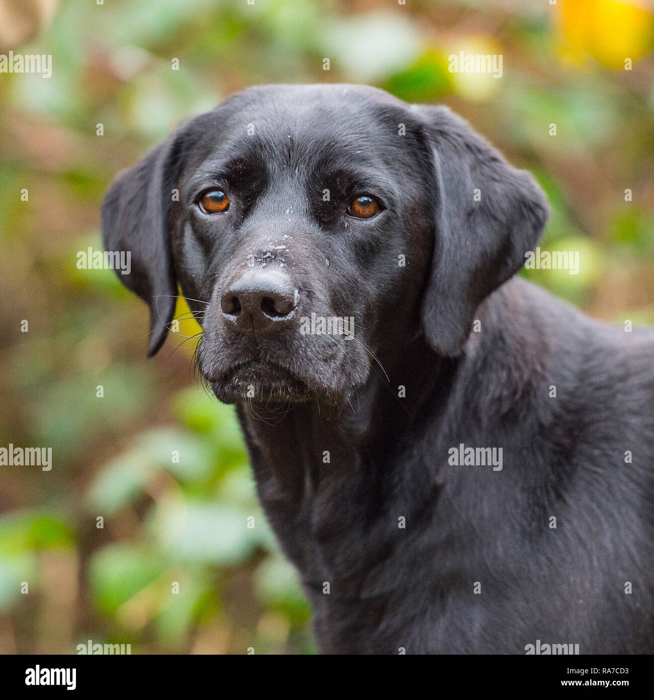 Nero labrador retriever Foto Stock
