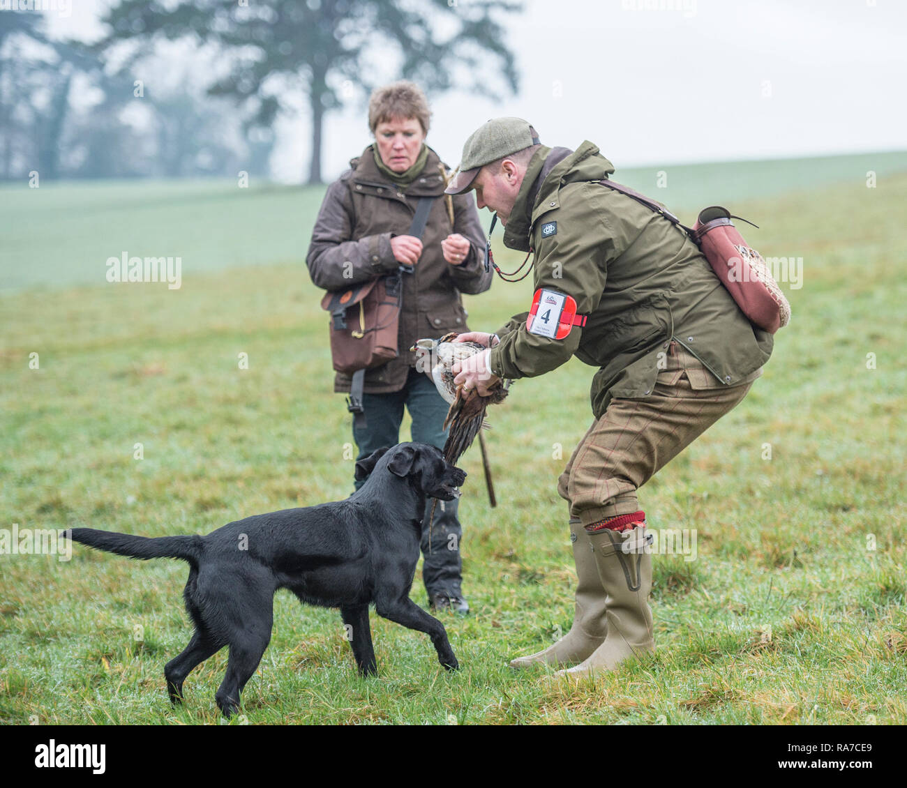 Il labrador il recupero di un uccello in un kennel club field trial Foto Stock