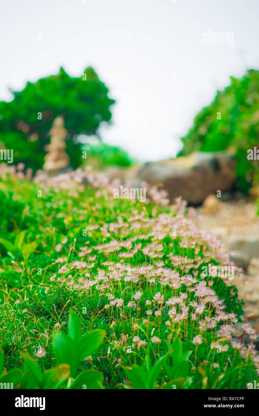 Piccola la natura in Toyama, Giappone. Toyama è una delle più importanti città del Giappone per le culture e mercati aziendali. Foto Stock