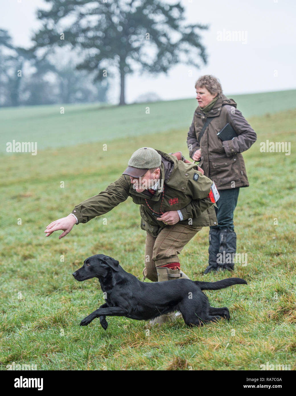 Gundog sperimentazioni in campo Foto Stock